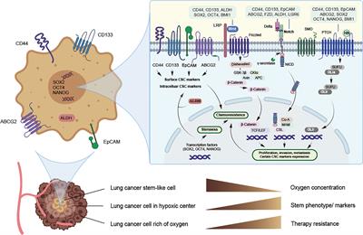 Frontiers | Lung Cancer Stem Cell Markers As Therapeutic Targets: An ...